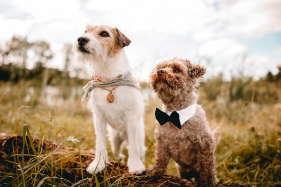 Zwei Hunde im Freien tragen eine Schleife und eine Fliege, stehen nebeneinander.