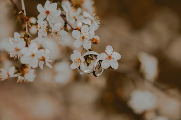 Zwei Eheringe liegen zwischen blühenden weißen Blumen.